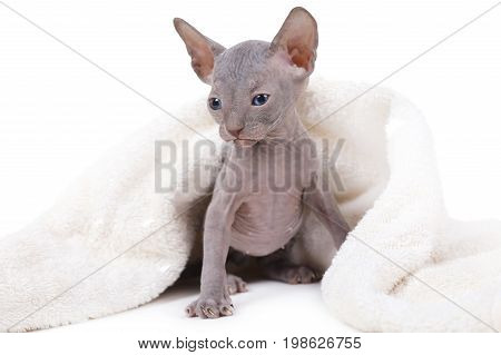 One month old Don Sphinx kitty covered by a white blanket over white background
