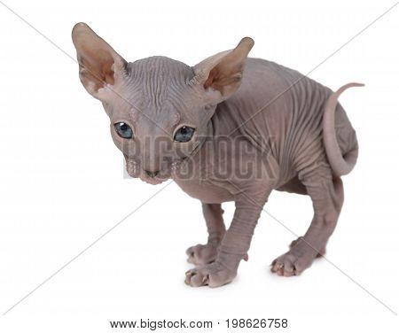 One month old hairless Don Sphinx kitty cat isolated on white background