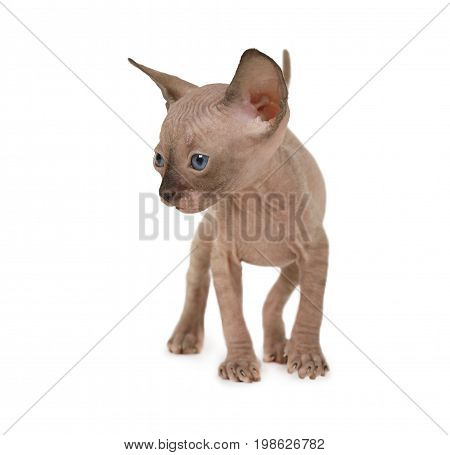 Studio shot of hairless Don Sphinx kitten (one months old) isolated on white background
