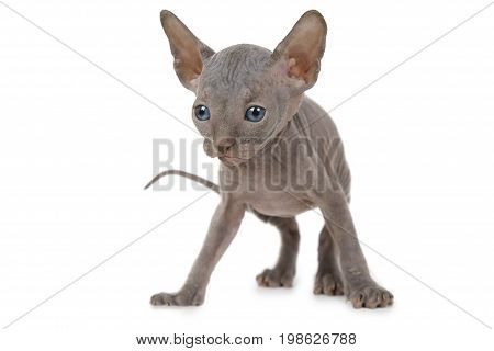 One months old Don Sphinx kitty cat in studio isolated on white background