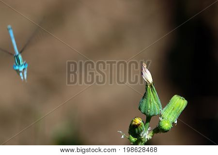 A small blue dragonfly and an unopened flower bud