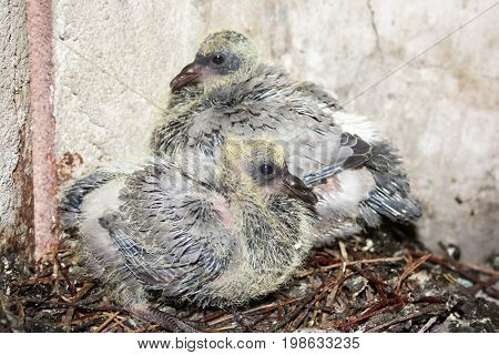 Dove Nestling In A Nest Of Branches. The Two