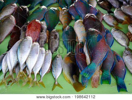 A Surprisingly Colourful Display Of Fresh Fish On Display, With Several Bright Blue Species, At A Be