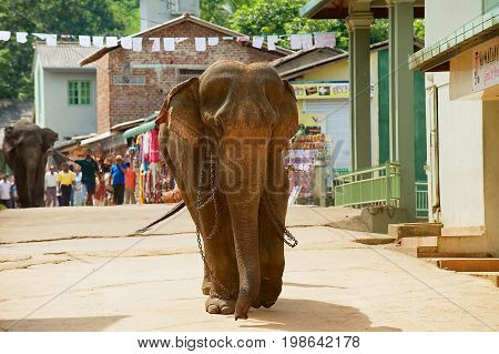 PINNAWALA, SRI LANKA - MAY 18, 2011: Elephant walks by the street in Pinnawala, Sri Lanka. Pinnawala in Sri Lanka is famous for Elephant Orphanage.
