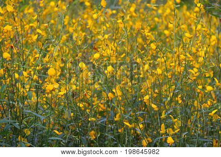 Sunhemp, yellow flowers meadow in the day time