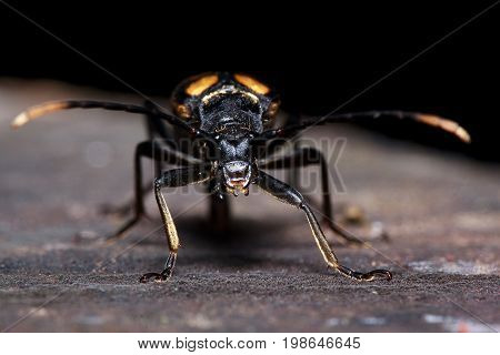 Big black-orange death-watch closeup. Insect in wildlife.
