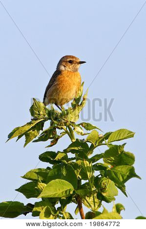 Portrét Evropské Bramborníček černohlavý (saxicola rubicola).