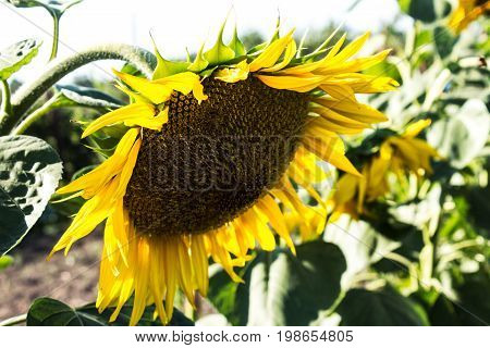 Sunflower Growing On The Field In Summer