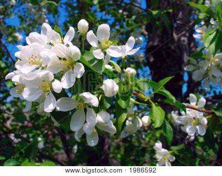 Apple Tree flores