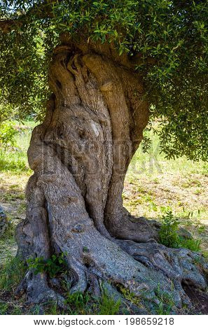 Ancient monumental olive tree trunk apulia. Italy