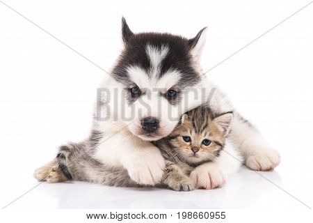 Cute Siberian Husky Puppy Cuddling Cute Kitten On White Background Isolated
