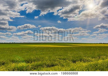 Field of bright yellow rapeseed in spring. Rapeseed oil seed rape