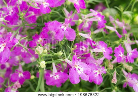 Purple Trailing Lobelia Sapphire Flowers Or Edging Lobelia, Garden Lobelia.