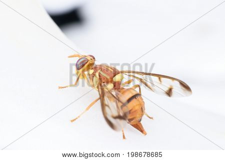 Close up Bactrocera Zonata or Peach fruit fly on white orchid