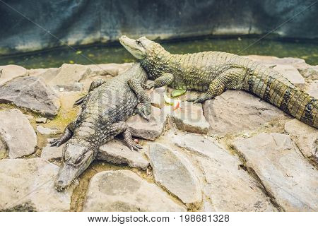 Two Crocodiles Lies By The River At The Zoo