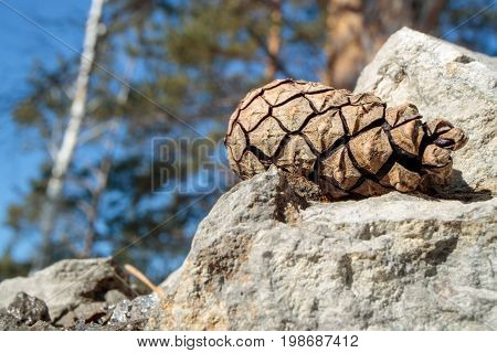Pine cone on stone and blue sky