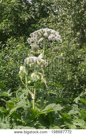 High flowering cow parsnip in summer day