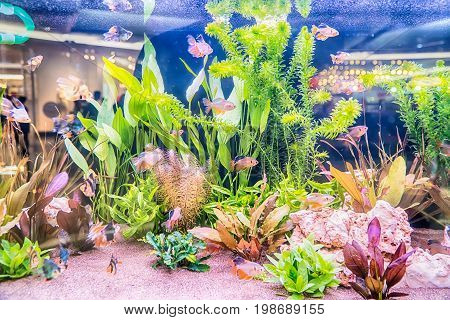 Cremecicle Lyretail Molly and Red Wag Swordtail
