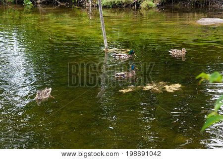 Group Of Mallard Ducks Floating On A Pond At Summer Time.
