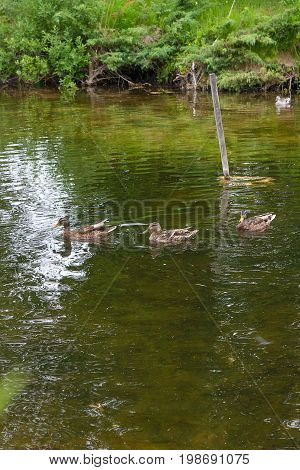 Group Of Mallard Ducks Floating On A Pond At Summer Time.