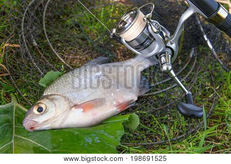 View Of Freshwater Silver Bream Or White Brem Fish On Black Fishing Net And Fishing Rod With Reel. .