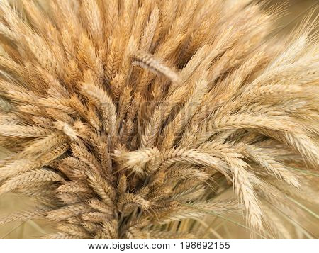 Ears of wheat. Close up of ripe wheat ears