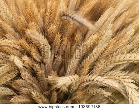 Ears of wheat. Close up of ripe wheat ears