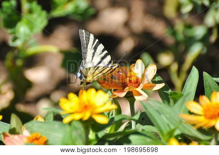 Iphiclides podalirius, Scarce swallowtail butterfly on flowers. Butterfly collecting nectar on flowers in the garden.