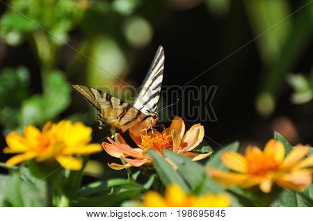 Iphiclides podalirius, Scarce swallowtail butterfly on flowers. Butterfly collecting nectar on flowers in the garden.