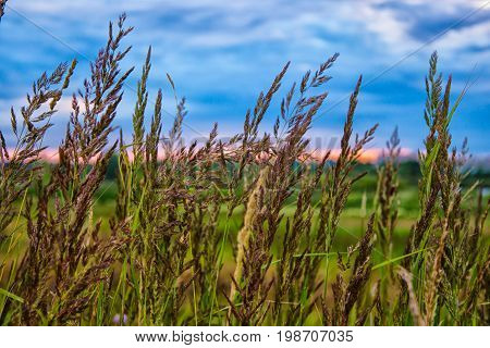 decline in the summer in Russia. Cones of a grass develop on wind