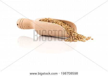 Wheat Grain In Scoop