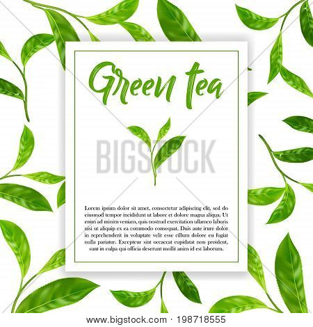 Realistic leaves of green tea. Vector 3d illustration on white background.
