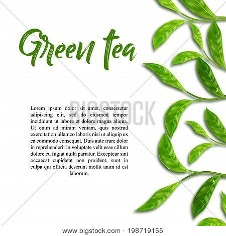 Realistic leaves of green tea. Vector 3d illustration on white background.