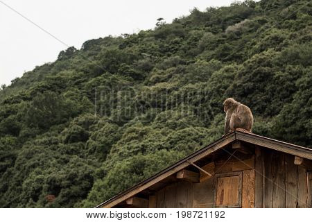 Japanese Macaque monkey sits on the roof of a wooden house with mountain jungle behind her