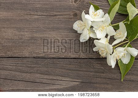 White flowers of jasmine on brown old wooden background. space for text.