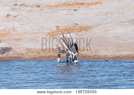 An oryx Oryx gazella drinking water in a waterhole in northern Namibia