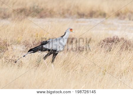 A Secretary Bird Sagittarius serpentarius walking in grass in Northern Namibia