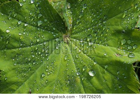 Alchemilla Mollis - Ladies Mantel - Fan-shaped Leaves Plant After A Rain Shower With Raindrops