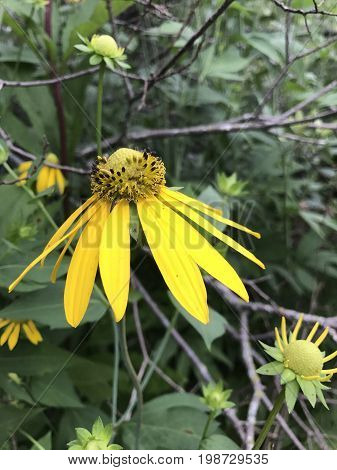 Yellow Coneflower or Ratabida Pinnata growing in a Wisconsin wilderness area