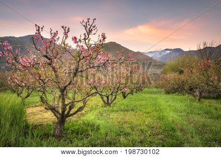 View of beautiful blooming spring trees in peach orchard Swat Pakistan