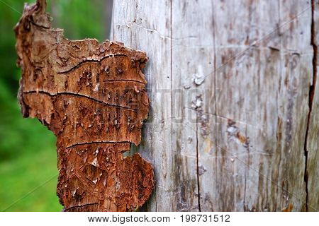 Traces of bark beetle on tree trunk. Beautiful patterns created by nature