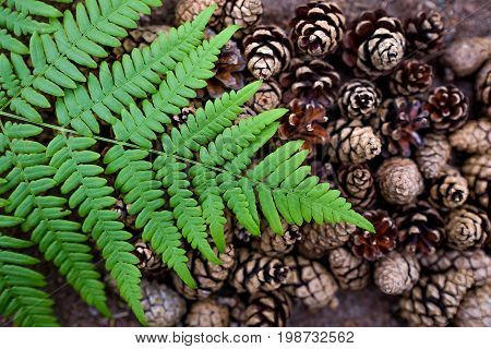 Beautiful pine cones and fern are laid out on the ground. Patterns in nature.