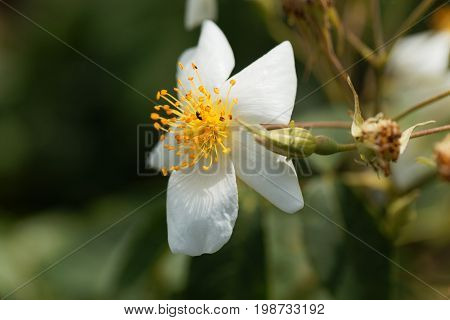 Flower of a musk rose (Rosa moschata)