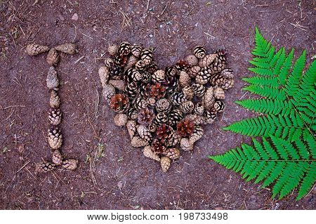 Beautiful pine cones and fern are laid out on the ground. Inscription - I love nature