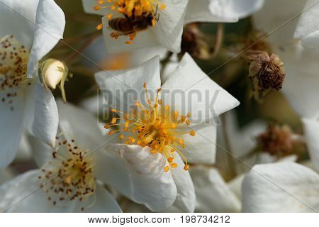 Flower of a musk rose (Rosa moschata)