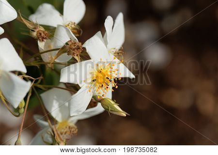 Flower of a musk rose (Rosa moschata)
