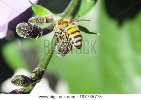 Honey Bee Searching for Nectar in Flower Buds of Tropical Vine