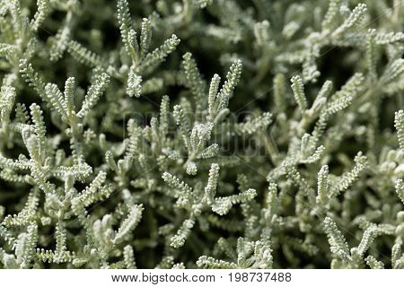 Leaves of a cotton lavender (Santolina chamaecyparissus)