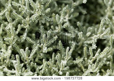 Leaves of a cotton lavender (Santolina chamaecyparissus)