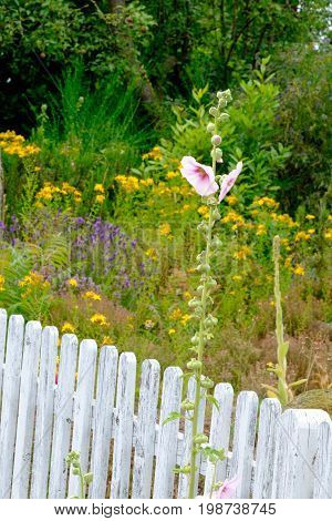 summer on the danish Island of bornholm
